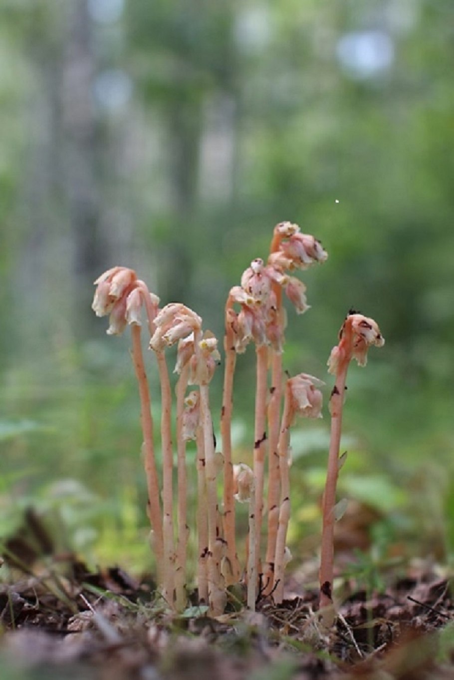 Подъельник новости