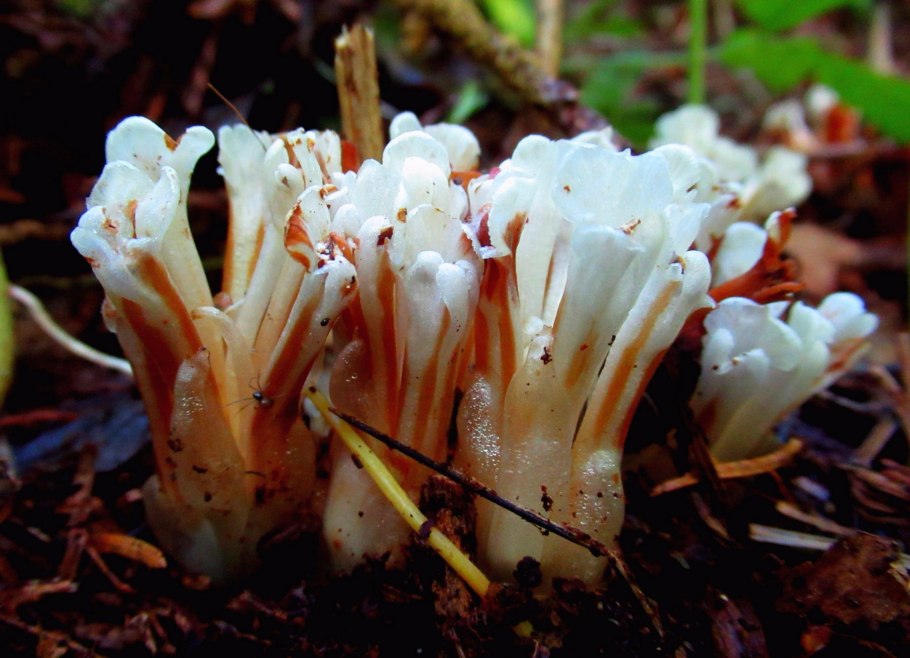 Подъельник обыкновенный (Monotropa Hypopitys)