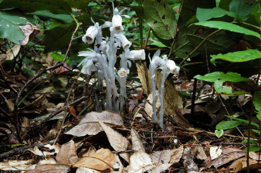 Подъельник одноцветковый (monotropa uniflora)