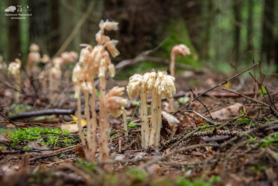 Монотропа Унифлора