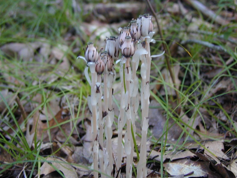 Monotropa uniflora