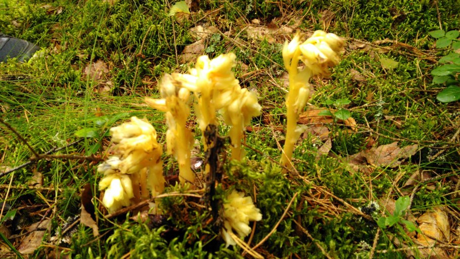 Подъельник обыкновенный