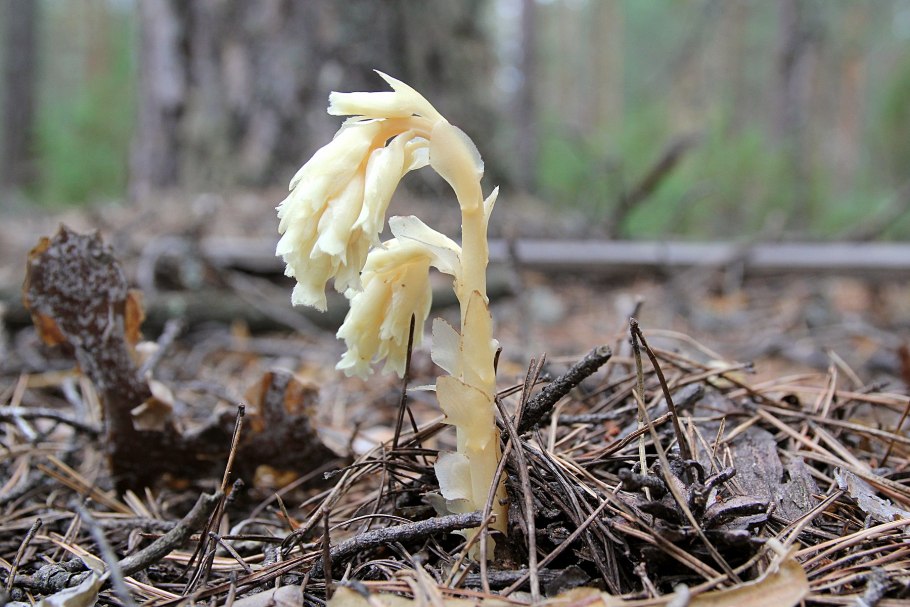 Подъельник одноцветковый (Monotropa uniflora)