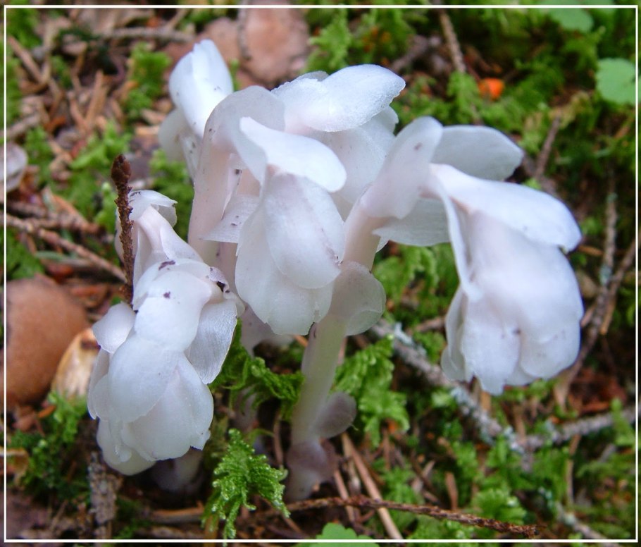 Monotropa uniflora