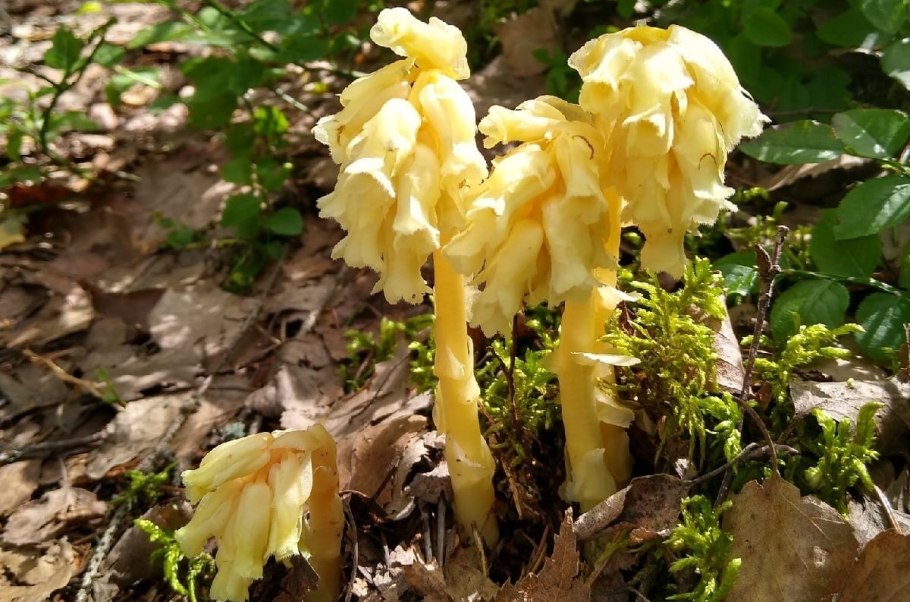 Подъельник обыкновенный гриб