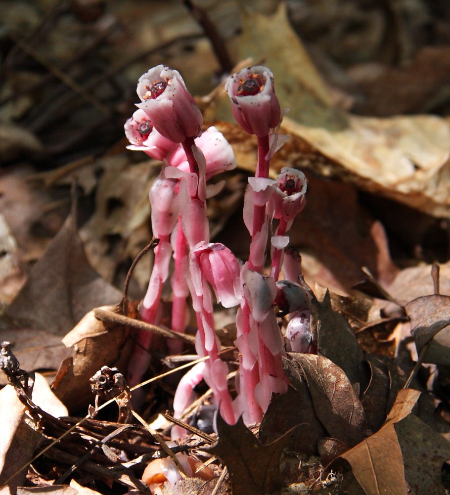 Подъельник (Monotropa)