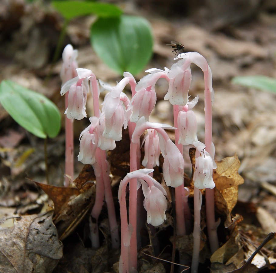 Подъельник одноцветковый (Monotropa uniflora)