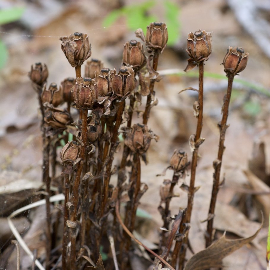 Орхидеи сапрофиты