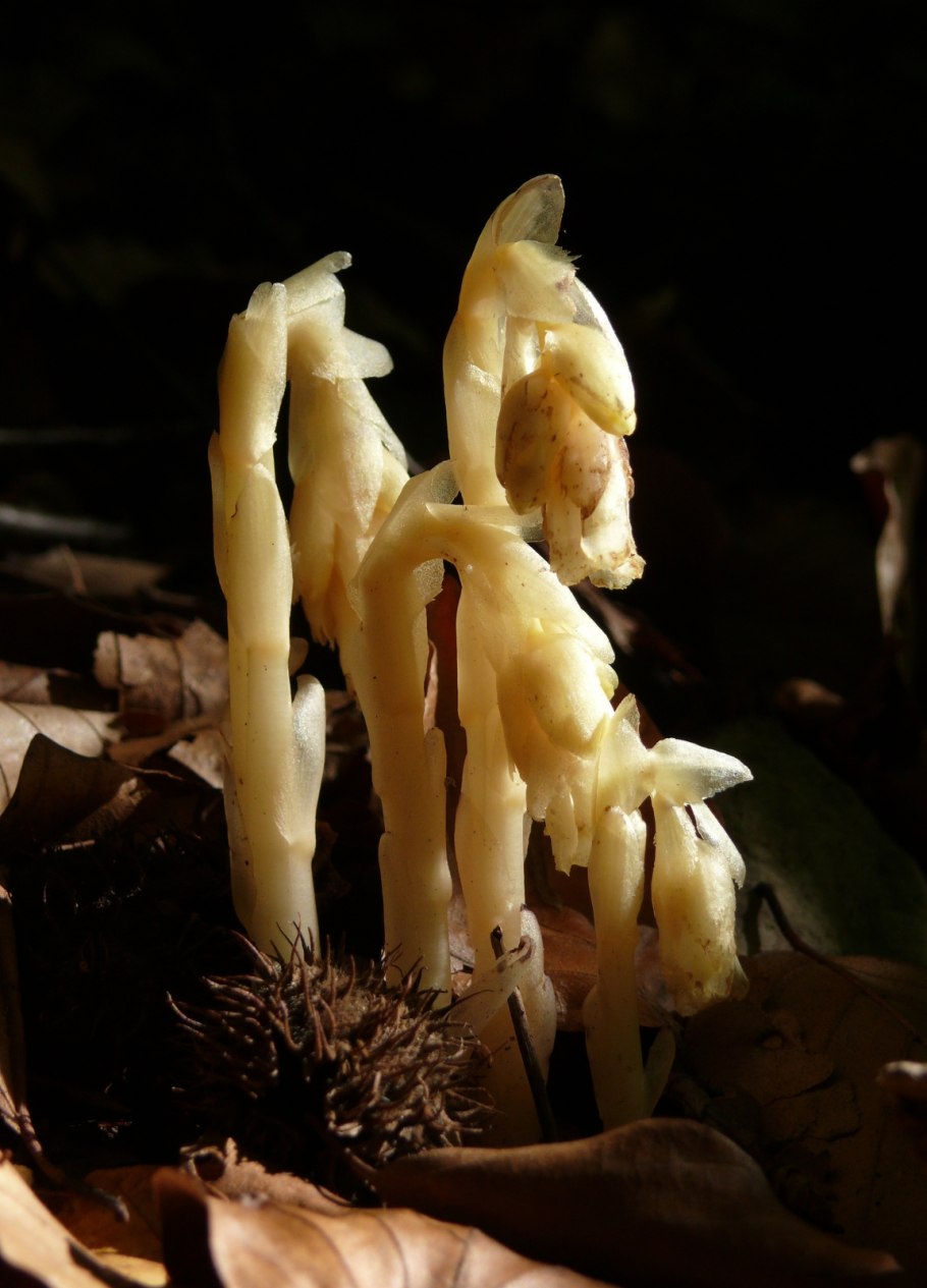 Подъельник обыкновенный monotropa hypopitys