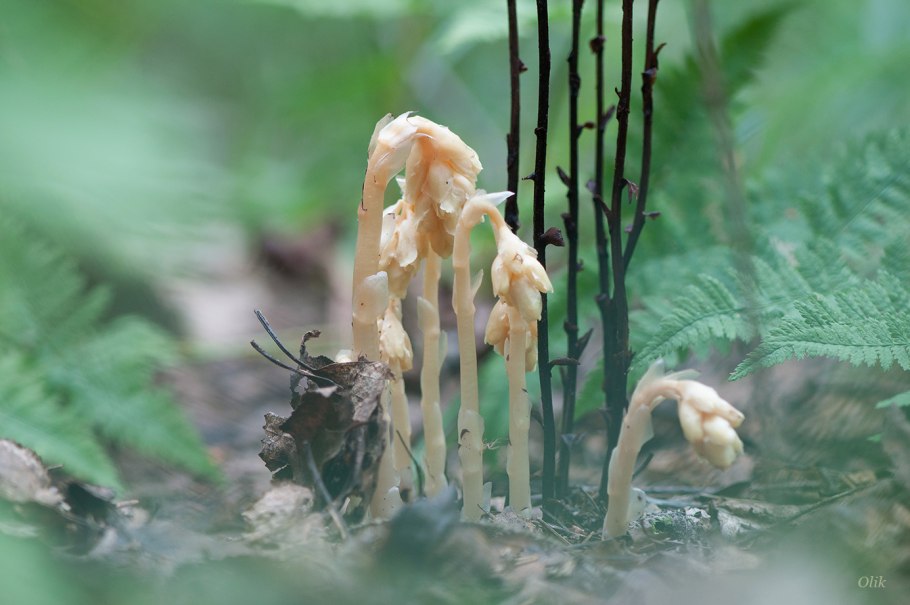 (Monotropa Hypopitys) микориза Каменский