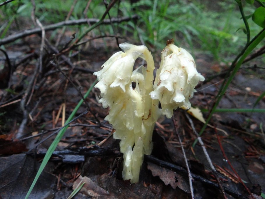 Подъельник обыкновенный гриб