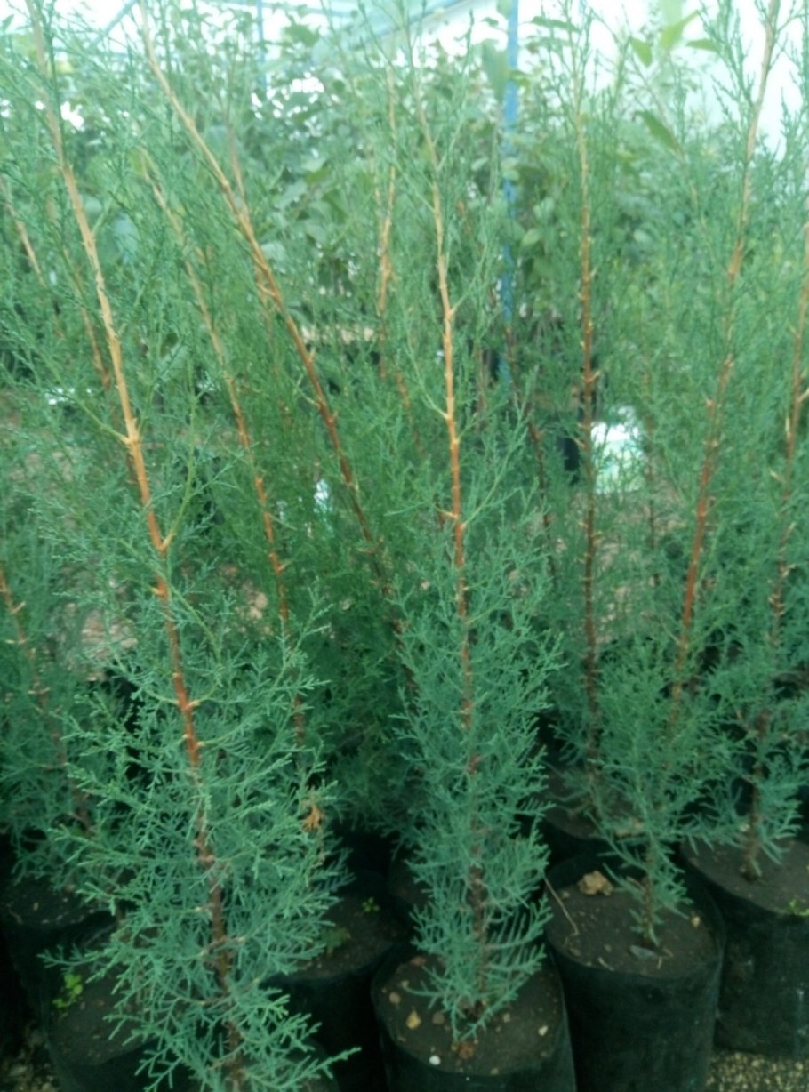 Кипарисовик нутканский Пендула