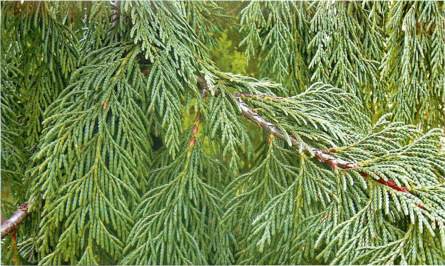 Кипарис, туя, криптомерия.