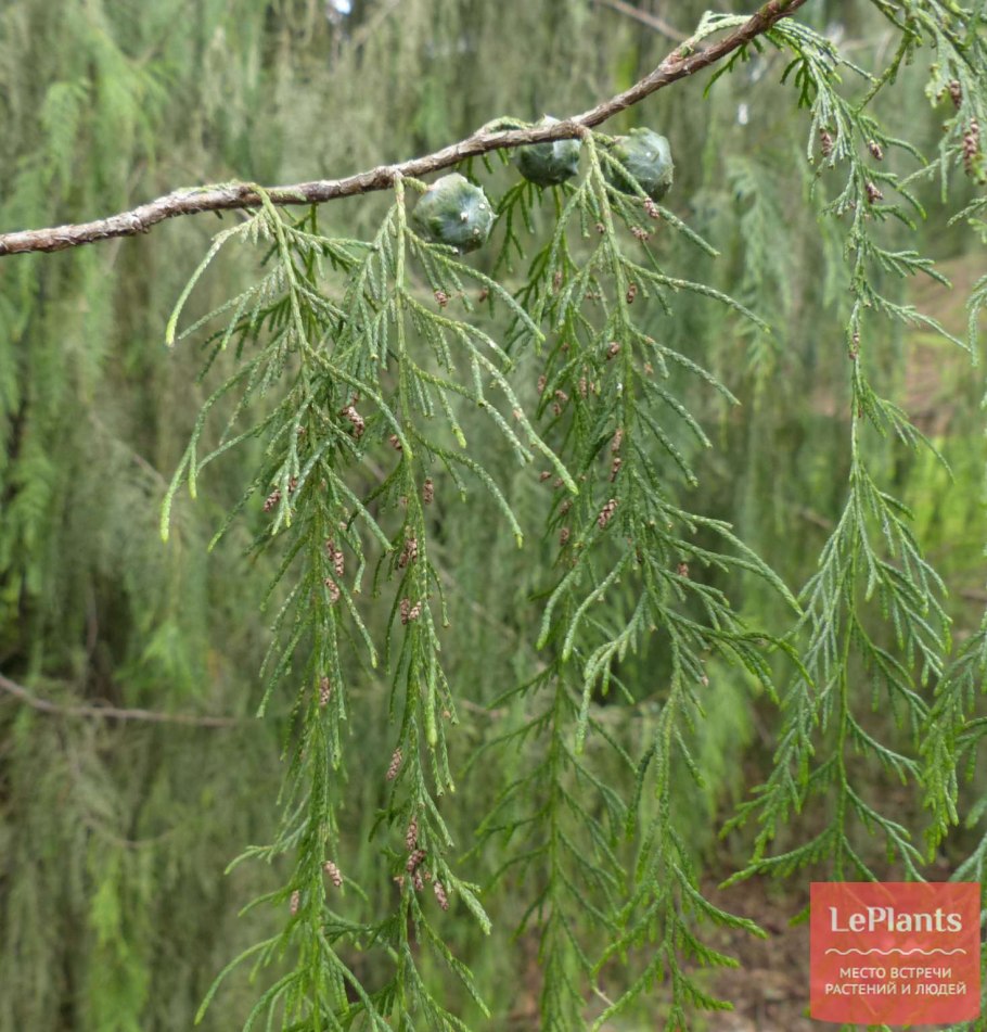 Кипарис Плакучий