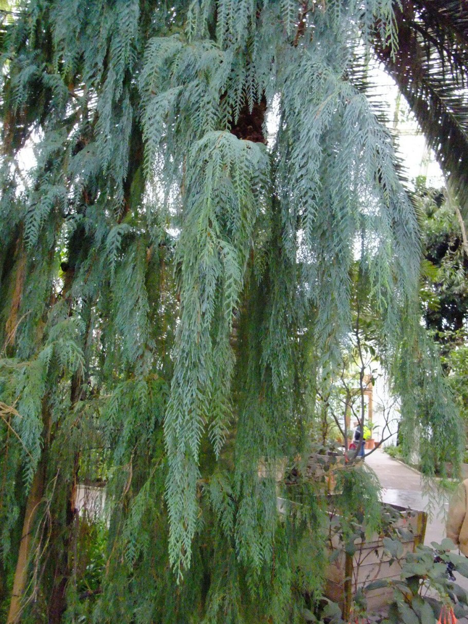 Кипарис Гималайский