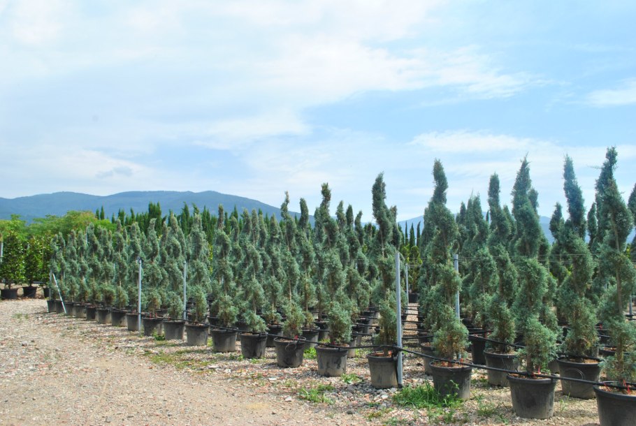 Кипарис Плакучий