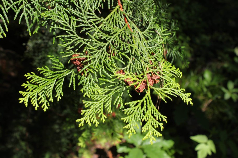 Кипарис вечнозеленый cupressus sempervirens