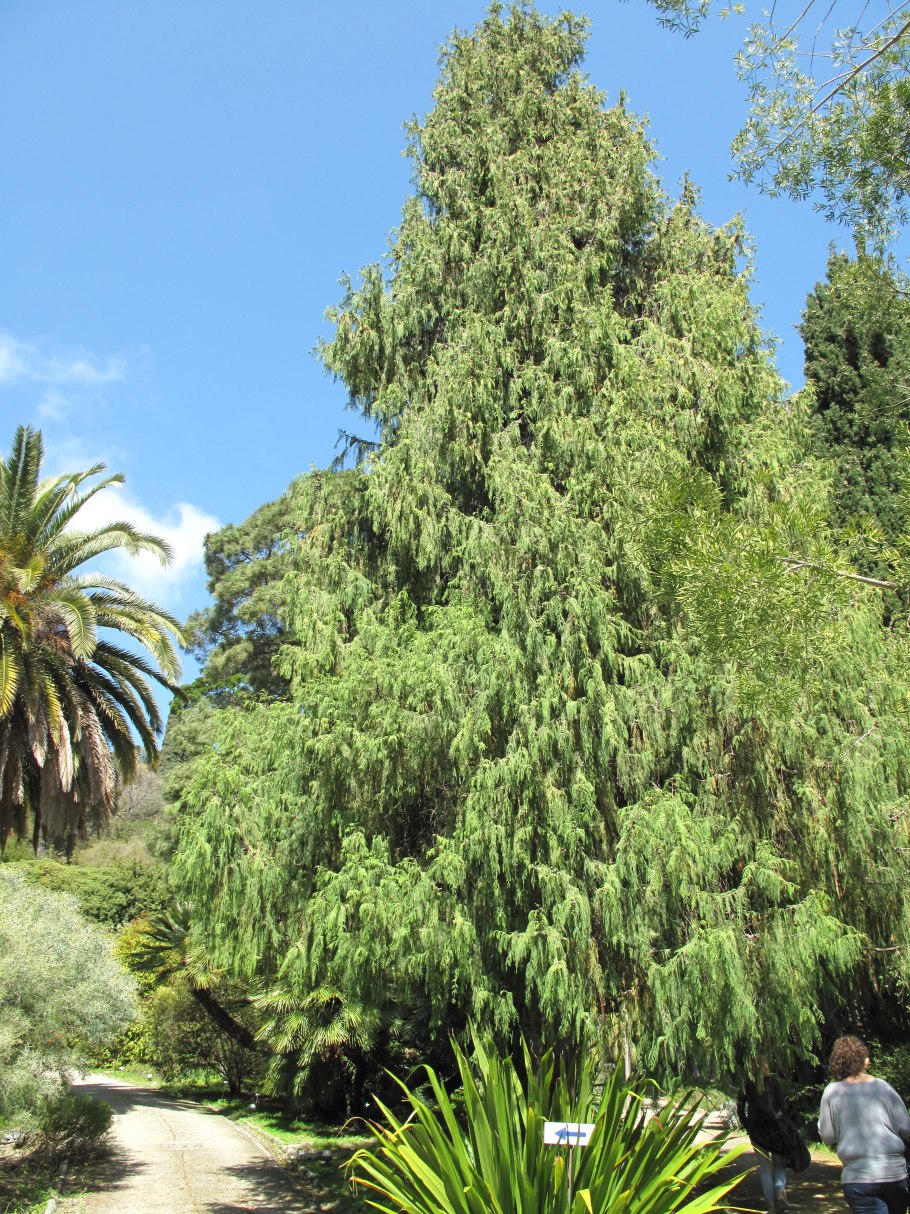 Кипарис нутканский Глаука