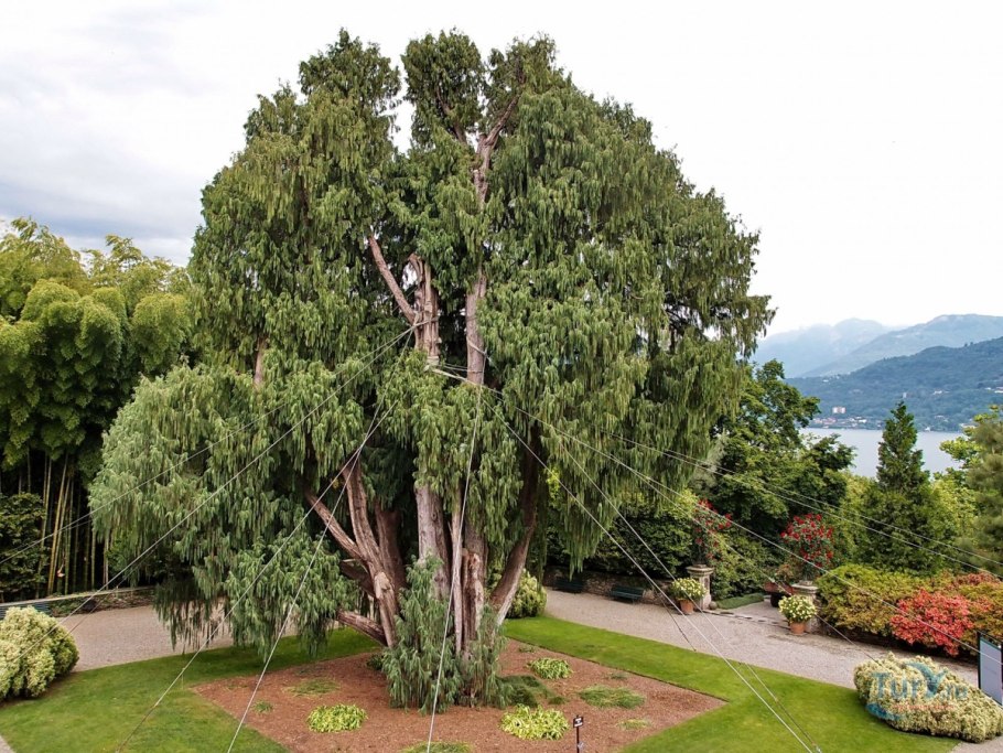 Кипарис Плакучий Cupressus Funebris