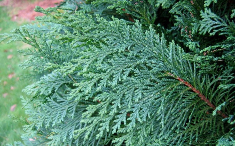 Кипарис нутканский Пендула