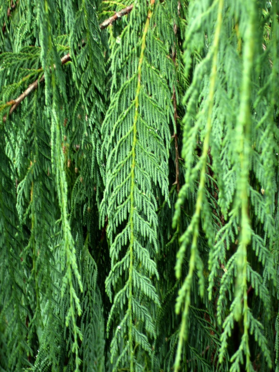 Cupressus cashmeriana