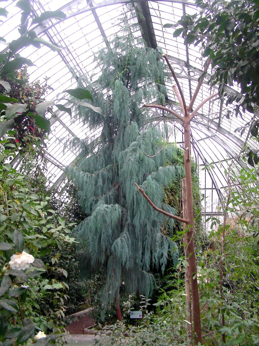 Кипарис Плакучий