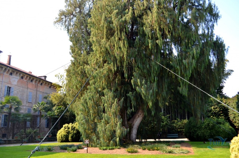 Cupressus cashmeriana