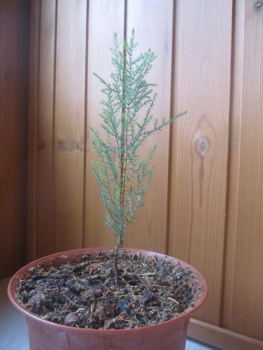 Кипарисовик элвуди бонсай