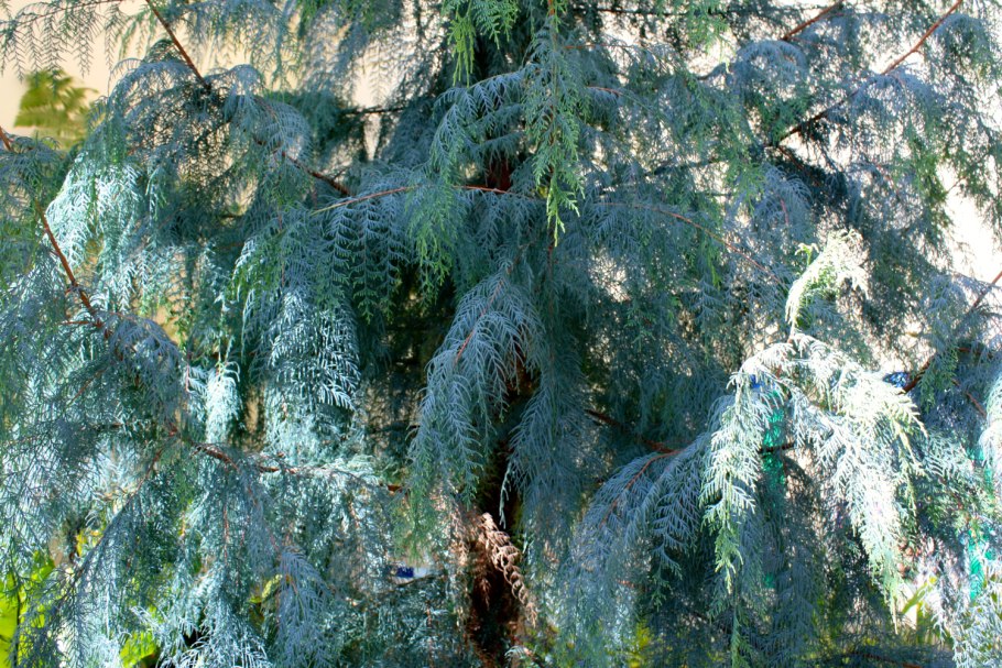 Кипарис Гималайский