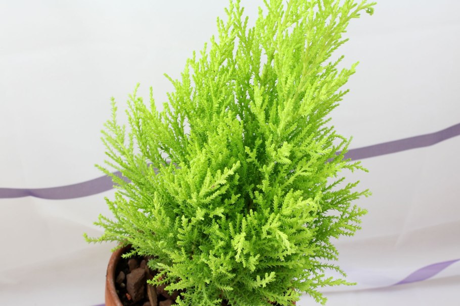 Кипарис купрессус