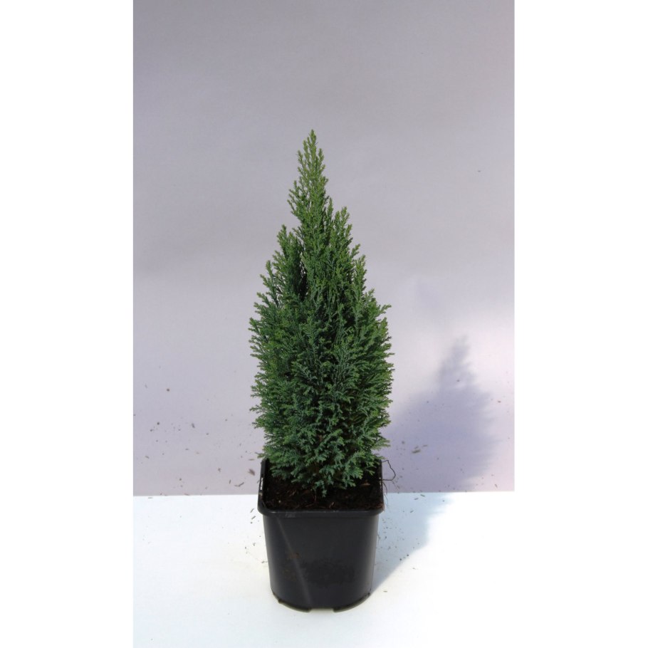 Кипарисовик лавсона элвуди