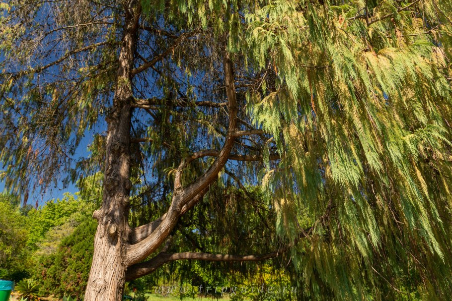 Кипарис Лавсона Виссели