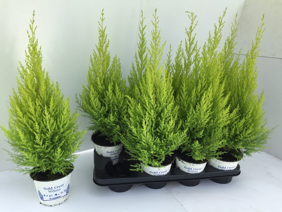 Кипарис обыкновенный