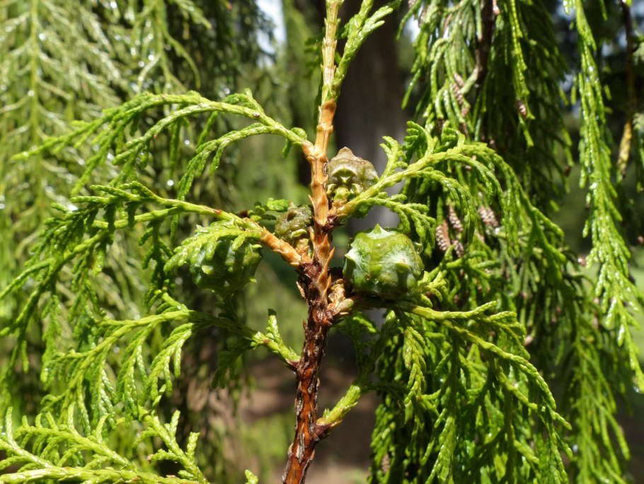 Кипарис cupressus sempervirens