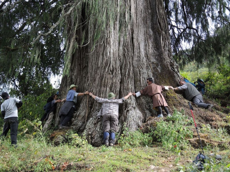 Самое старое дерево в мире