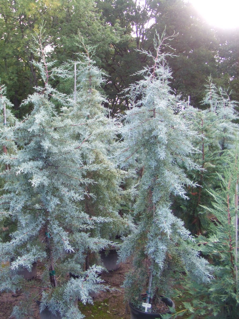 Кедр гималайский карл фукс