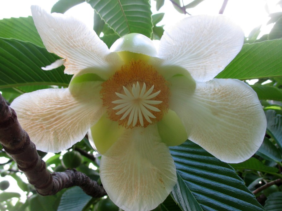 Дилления индийская