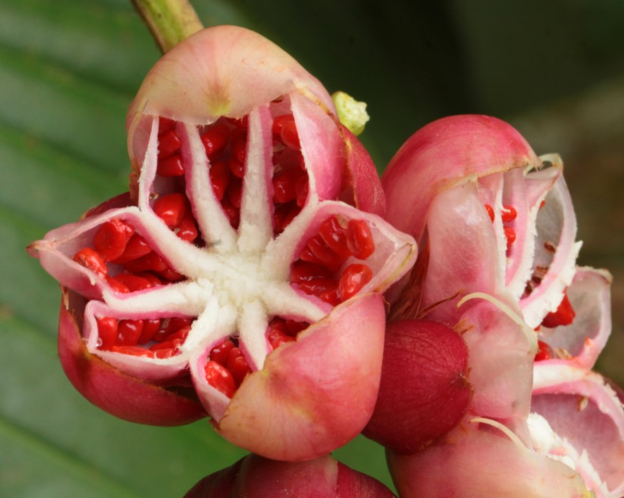 Dillenia suffruticosa