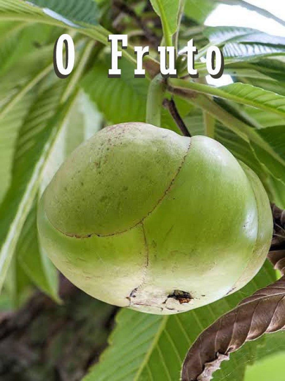 Вероника Дилления