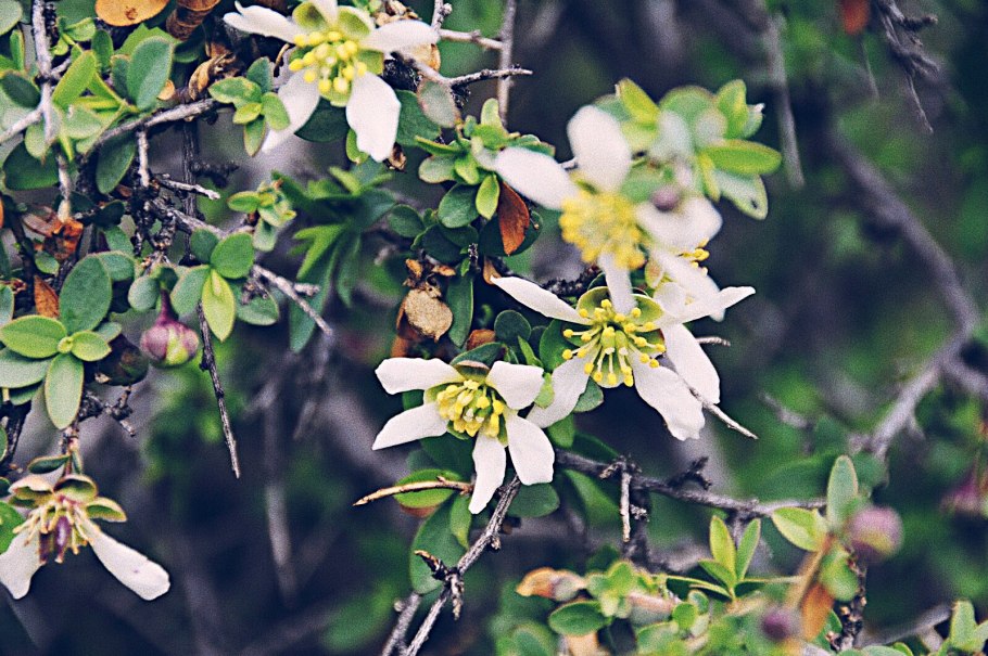 Семейство Crossosomataceae