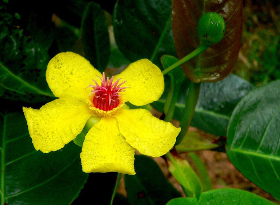 Цветковых растений