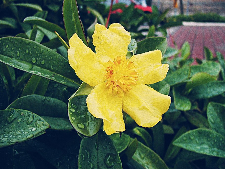 Hibbertia Scandens