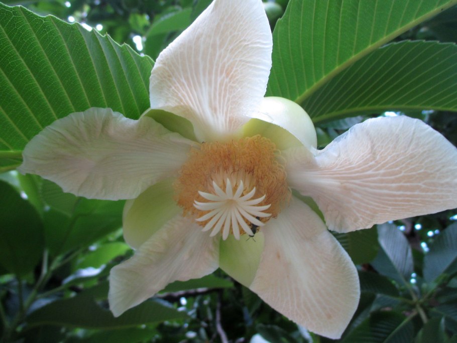 Слоновое яблоко, Дилления