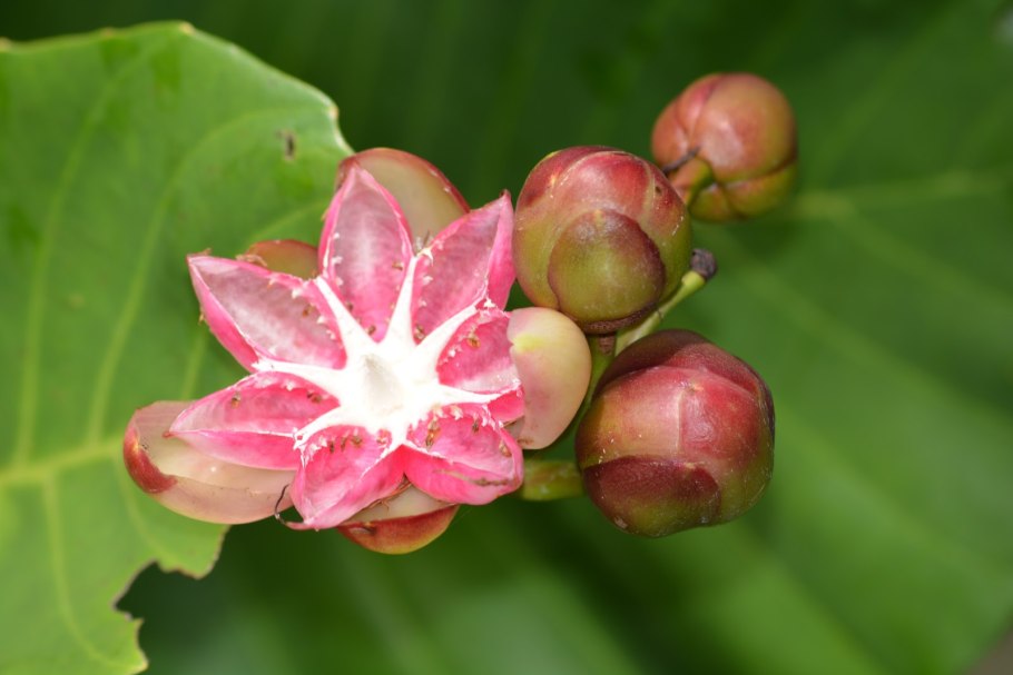 Вероника Дилления