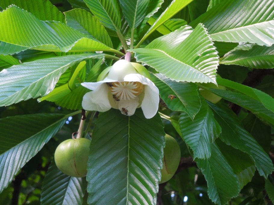 Диллениевые (Dilleniales)