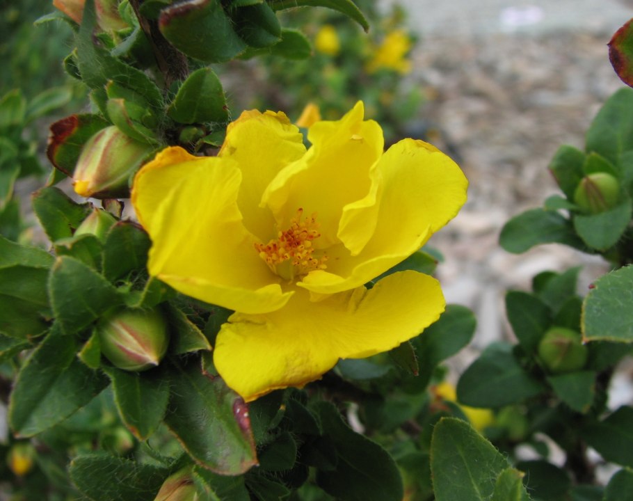 Brachychiton populneus