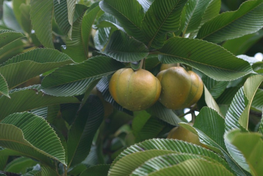 Дилления индийская