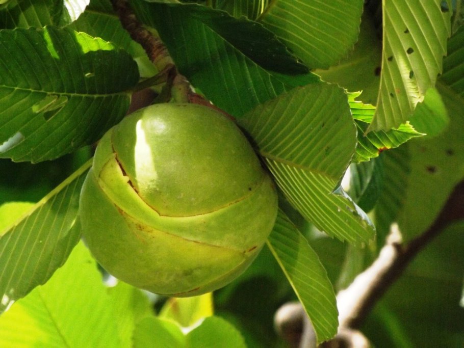 Дилления индийская слоновое яблоко