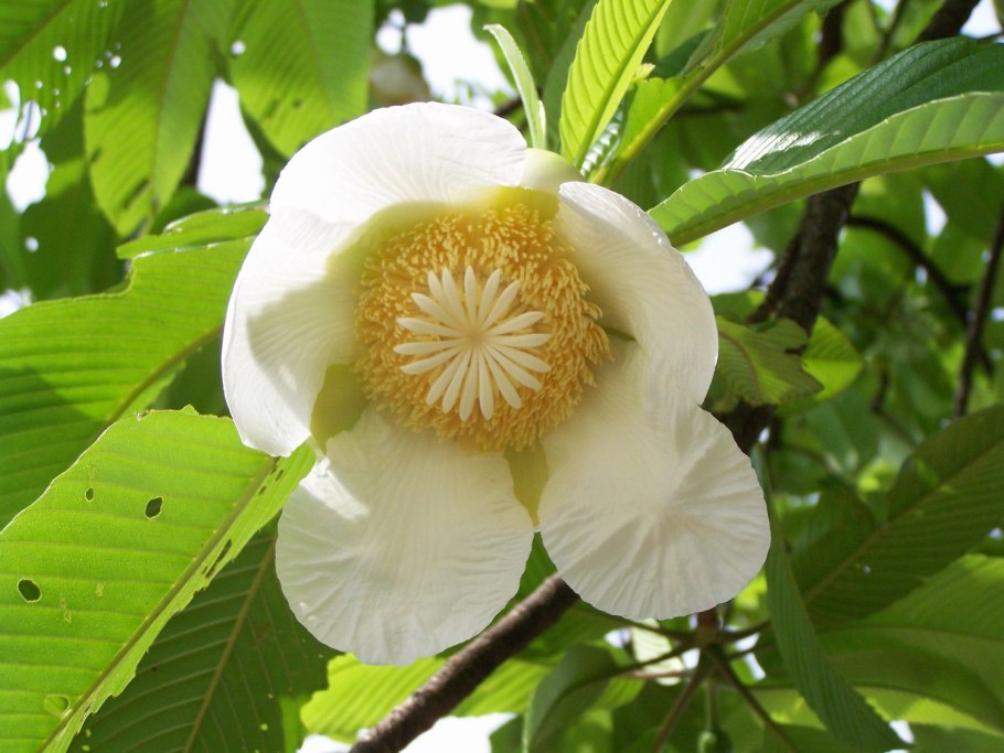 Дилления кустарниковидная