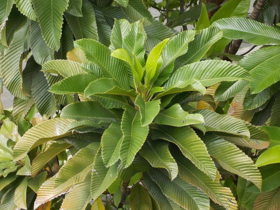 Дилления Андаманская